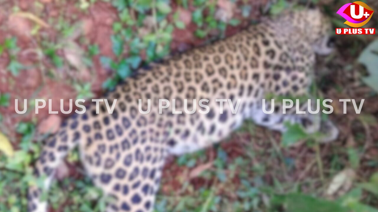 ಬೆಳ್ತಂಗಡಿ: ಇರ್ವತ್ತೂರಿನ ಸರಕಾರಿ ಜಾಗದಲ್ಲಿ ಚಿರತೆಯ ಮೃತದೇಹ ಪತ್ತೆ