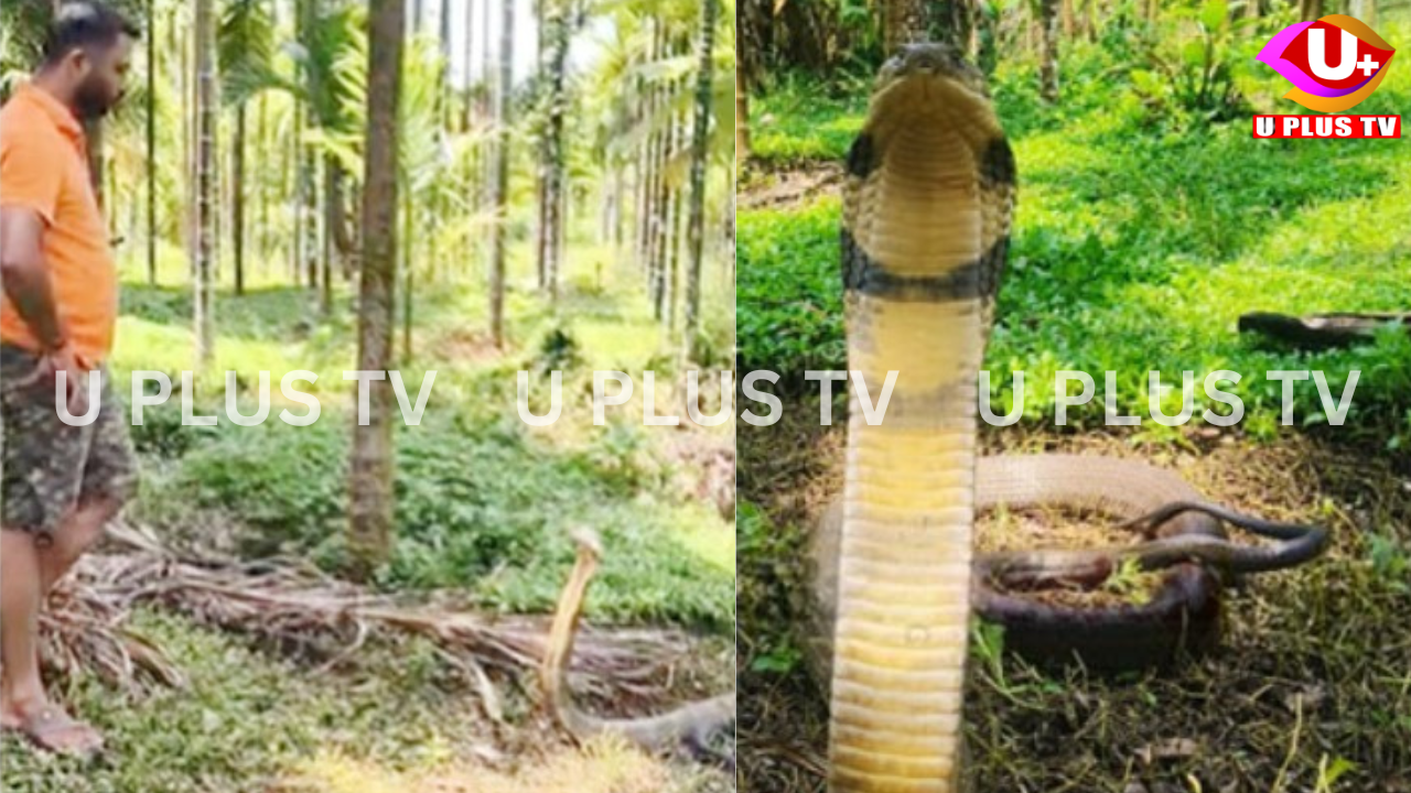 Aladangadi: ಅಳದಂಗಡಿಯ ತೋಟದಲ್ಲಿ ಕಾಣಿಸಿಕೊಂಡ 13 ಅಡಿಯ ಬೃಹತ್ ಕಾಳಿಂಗ ಸರ್ಪ – ಸುರಕ್ಷಿತವಾಗಿ ಸೆರೆಹಿಡಿದ ಸ್ನೇಕ್ ಅಶೋಕ್!