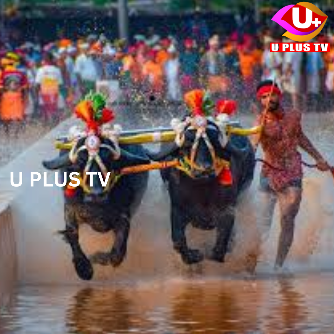 ವೇಣೂರು: 33ನೇ ವರ್ಷದ ವೇಣೂರು ಪೆರ್ಮುಡ “ಸೂರ್ಯ – ಚಂದ್ರ” ಜೋಡುಕರೆ ಕಂಬಳ ಕೂಟದ ಫಲಿತಾoಶ